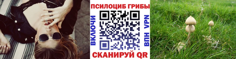Псилоцибиновые грибы мицелий  KRAKEN вход  Новотитаровская  купить наркотики цена 